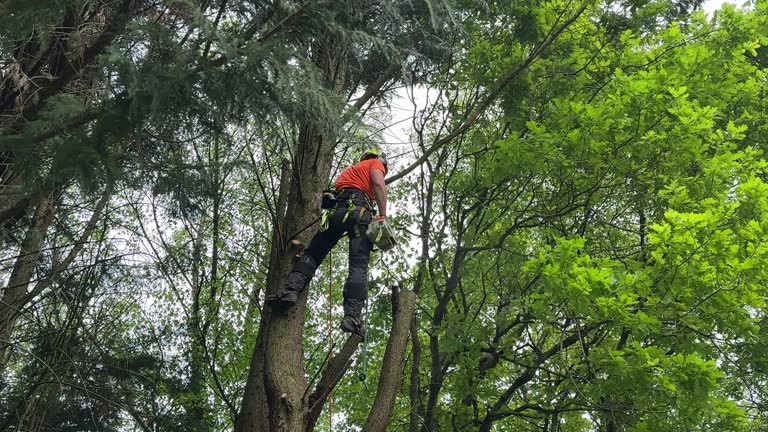 Best Tree Removal Services  in Holmen, WI